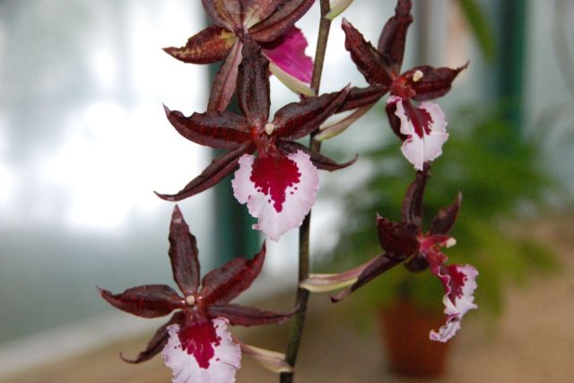 Botanická zahrada v Liberci nabízí návštěvníkům úžasnou podívanou – sbírku vzácných orchidejí v plném květu | foto: Lucie Fürstová,  Český rozhlas