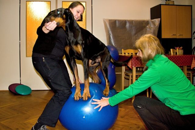 K fyzioterapii pro psy se využívají různé pomůcky,  třeba gymnastické míče | foto: Jaroslav Hoření,  Český rozhlas