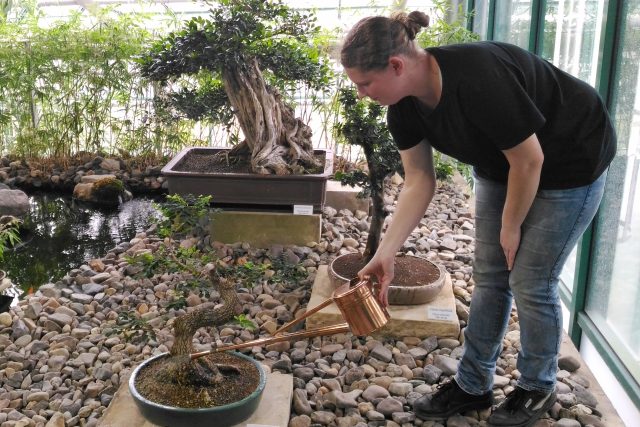 Zahradnice zalévá rostliny v prosklené expozici bonsaí | foto: Lucie Fürstová,  Český rozhlas