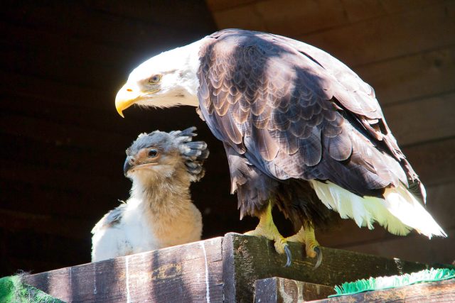 Hadilov písař získal adoptivní rodiče v liberecké zoo u orlů bělohlavých,  už teď je na první pohled znát,  jak jsou hadilov a orel výrazně vizuálně odlišní dravci | foto: ZOO Liberec