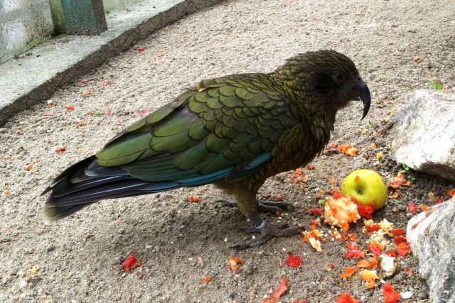 Zoo Liberec je jedna z mála,  kde se daří chov novozélandských papoušků nestorů kea. Zahrada by proto potřebovala rozšířit chovatelské zázemí  (ilustrační snímek) | foto: Lucie Fürstová,  Český rozhlas