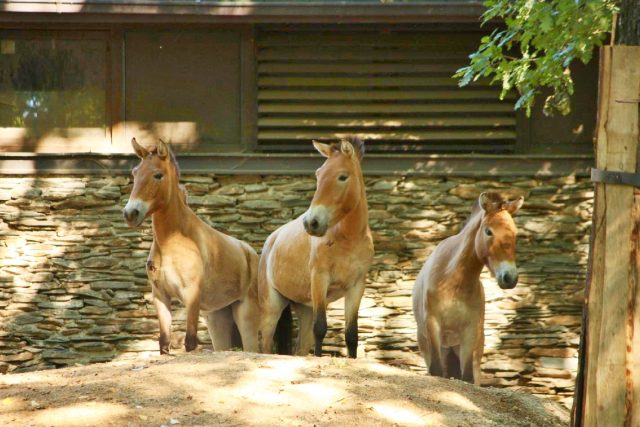 Koně Převalského,  nejnovější přírůstek,  který přijel do liberecké zoo. Tři klisny se právě &quot;zabydlují&quot; v novém domově | foto: ZOO Liberec
