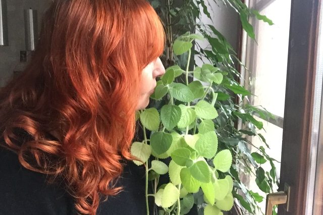 Nenápadná zelená rostlinka je zdatným pomocníkem při boji s rýmou. Recept na rýmovníkový čaj | foto: Blanka Malá