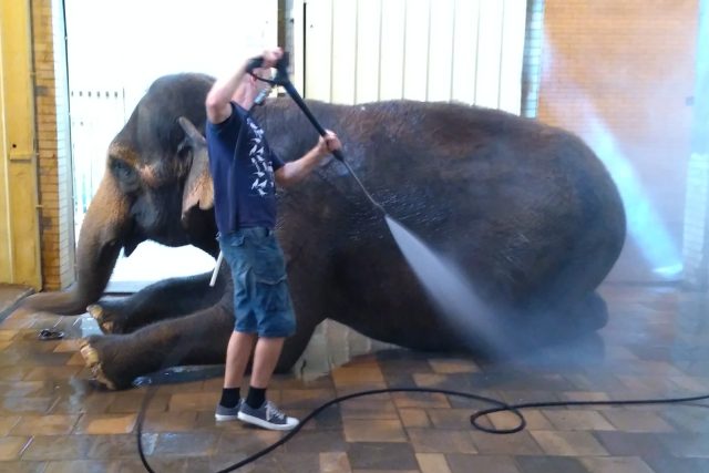 Jedna slonice denně vypije přes 100 litrů vody,  vodní sprchy od chovatelů Rání a Bala mají rády | foto: Lucie Fürstová