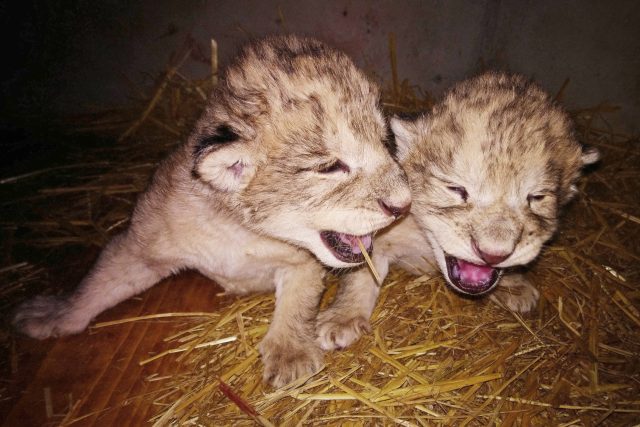 Fotografie dvou mláďat lvů berberských,  která se narodila v prosinci 2018 v liberecké zoo. Lvíčata bohužel uhynula | foto: Luboš Melichar,  Zoo Liberec