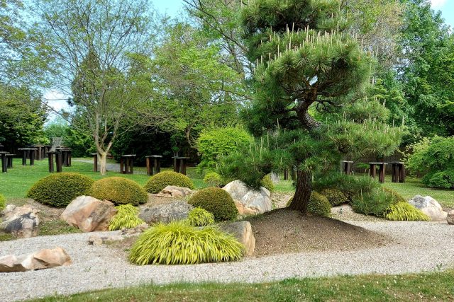 V zahradě můžete tvořit různé ostrůvky,  korunované dřevinou | foto: Jolana Nováková,  Český rozhlas