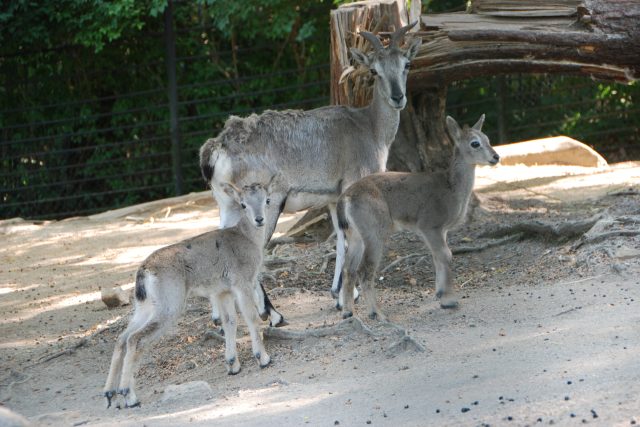 Kromě dvou malých surikat a kozy šrouborohé,  si mohou návštěvníci prohlédnout také přibližně měsíční mláďata nahura modrého.  | foto: Lucie Fürstová