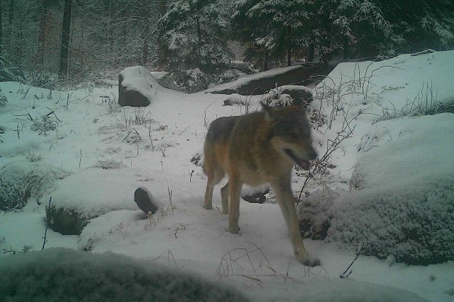 Vlky zachytily na severu Čech i fotopasti | foto: Česká zemědělská univerzita