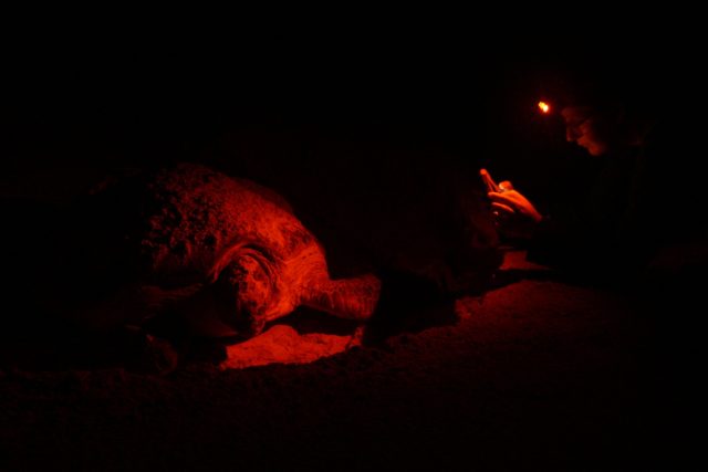 Zoo Liberec dlouhodobě působí v Indonésii na ochraně vzácných druhů mořských želv | foto: Adéla Hemelíková
