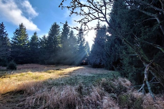 Světelná hra v Rýchorském pralese | foto: Vladislava Wildová,  Český rozhlas