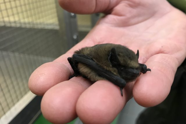 V záchranné stanici ARCHA se starají i o netopýry | foto: Lucie Fürstová