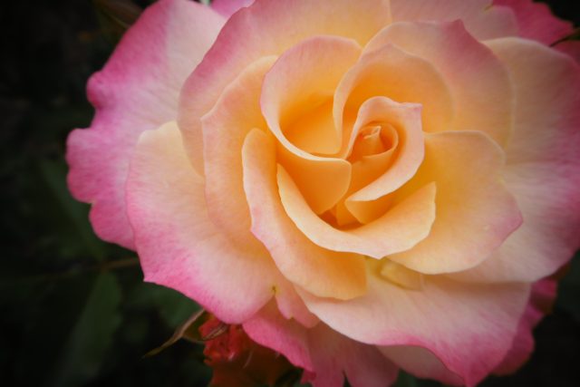 Růže - královny květin | foto: Milan Baják,  Český rozhlas