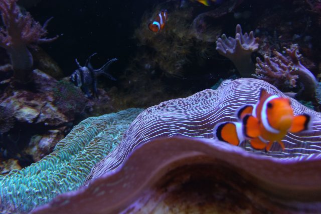 „Rybky – klauna – si všimne každý,  ale té zévy,  která je tisíckrát vzácnější,  už ne, “ říká ředitel botanické zahrady Miloslav Studnička | foto: Lucie Fürstová