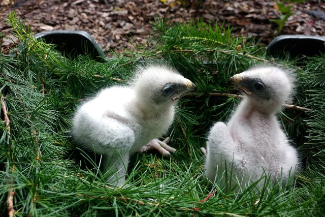 Zoo Liberec odchovala další mláďata orla nejmenšího | foto: Zoo Liberec