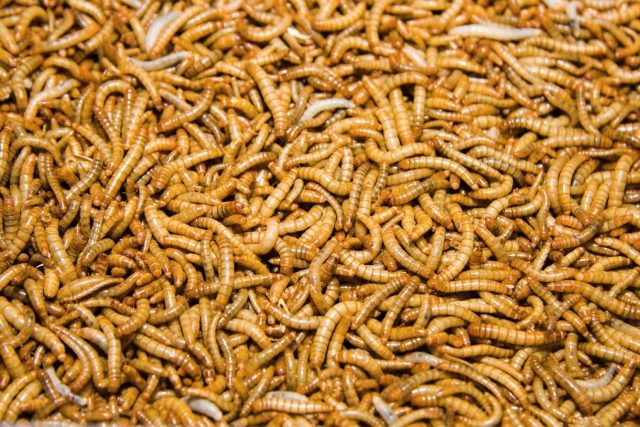 Hmyzí speciality byly k ochutnání na Malé Skále | foto: Jaroslav Hoření,  Český rozhlas