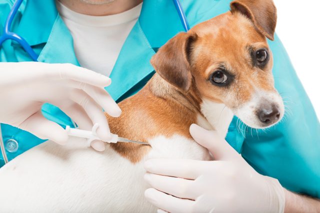 Veterinář aplikuje psovi mikročip | foto: Profimedia