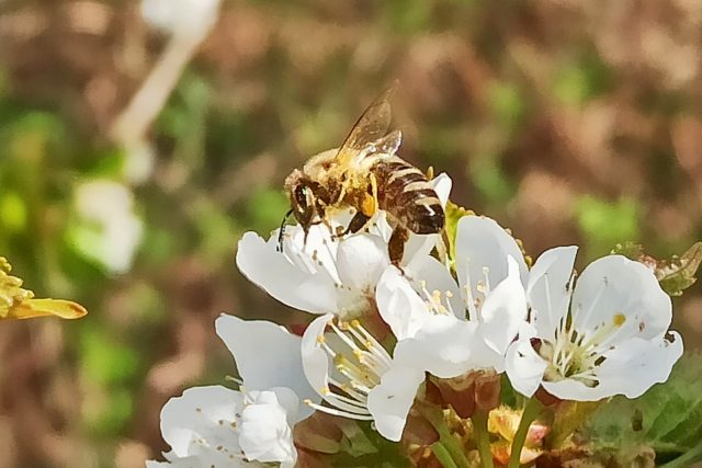 Včely z Českodubska | foto: Jaroslav Hoření,  Český rozhlas