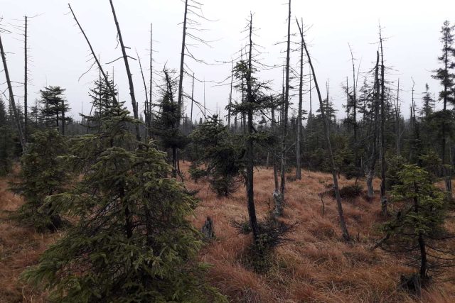 Ochranáři s lesníky vyhlásili nedaleko Jizerky bezzásahovou zónu | foto: Šárka Škapiková,  Český rozhlas