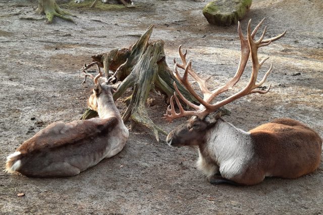 Sobi v liberecké zoo dostávají v zimě méně potravy,  stejně jako je tomu ve volné přírodě | foto: Tomáš Mařas,  Český rozhlas