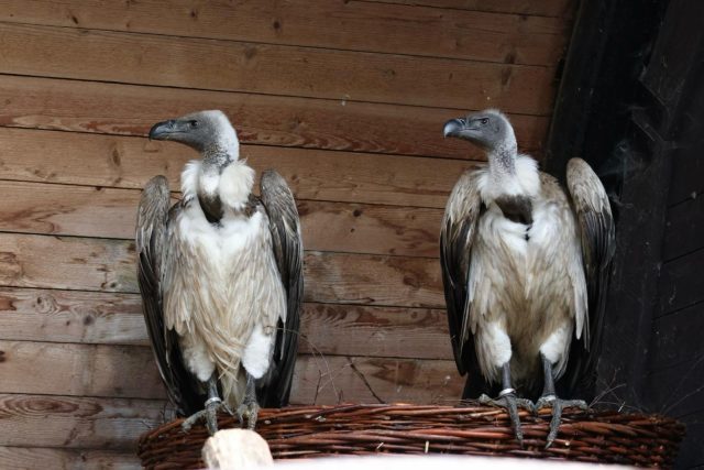 Pár supů afrických v Zoo Liberec | foto: Marta Doležalová,  Zoo Liberec