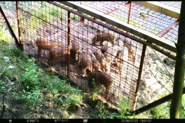 Záběr z městské kamery: Odchytová klec na divoká prasata v Jablonci nad Nisou | foto: Magistrát města Jablonec nad Nisou