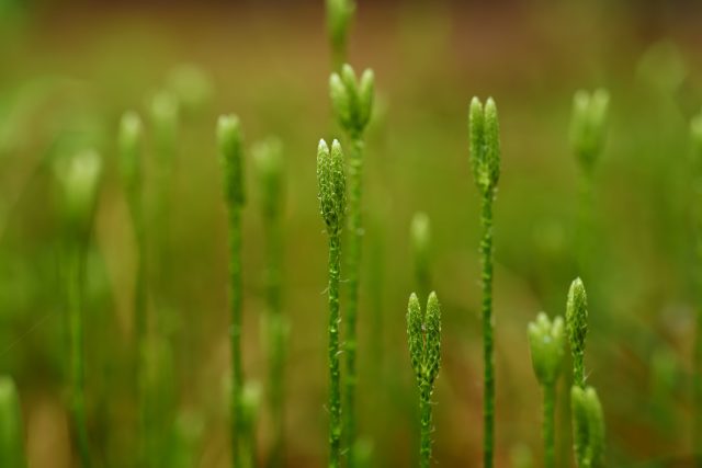 Plavuň vidlačka  (Lycopodium clavatum) | foto: Profimedia