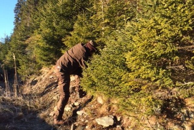 Lesníci v Jizerských horách už začínají vybírat vhodné stromky  (ilustrační snímek) | foto: Kateřina Kohoutová,  Český rozhlas