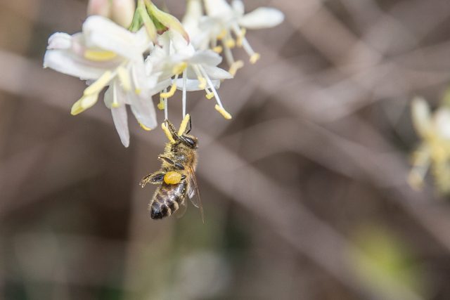 Vzhledem k tomu,  že včely mají rychlý metabolismus,  mohou bez přístupu k nektaru velmi rychle začít hladovět,  a to už po pouhých 40 minutách bez jídla | foto: Zoo Praha
