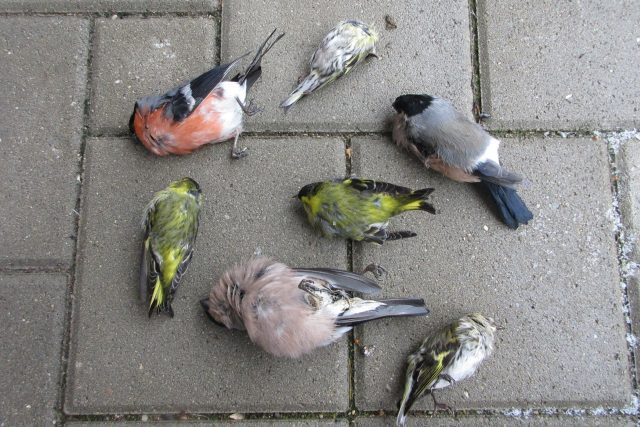 Ptáci uhynulí na „krmítkovou nemoc“ | foto: archiv Ivany Hancvenclové