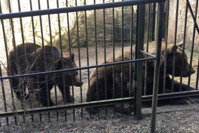 Náchodští medvědi se probudili ze zimního spánku | foto: Jana Házová,  Český rozhlas