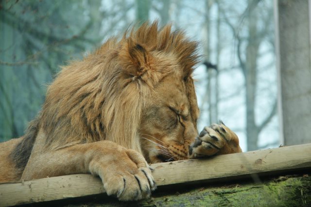 Lvi berberští jsou už v přírodě vyhubeni | foto: Zoo Liberec