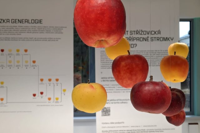Výstava v Botanické zahradě Liberec představuje 61 odrůd jablek | foto: Tomáš Mařas,  Český rozhlas
