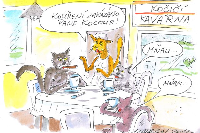 V Liberci v září otevřou první kočičí kavárnu