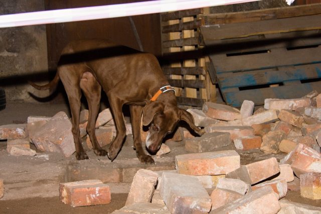 V bývalé sklárně ve Smržovce se záchranářští psy učí vyhledávat v sutinách | foto: Jaroslav Hoření,  Český rozhlas
