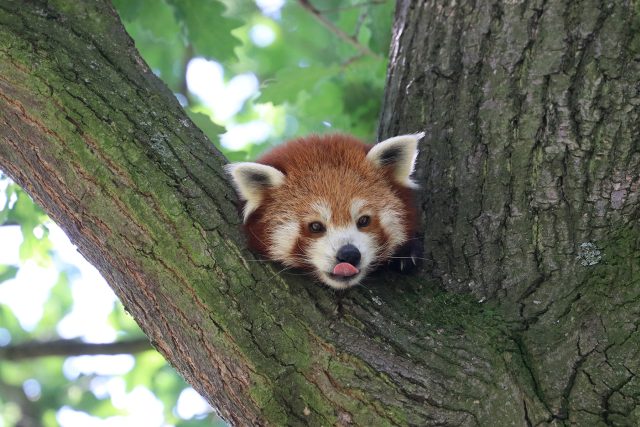 V Zoo Liberec jsou v současnosti tři pandy červené,  dvě ale poputují do jiných zahrad  (ilustrační snímek) | foto: Kateřina Misíková