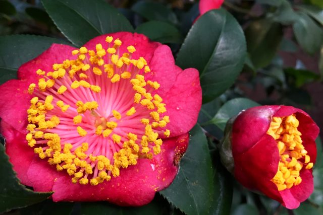 V liberecké botanické zahradě kvetou kamélie,  některé jsou stovky let staré | foto: Lucie Fürstová