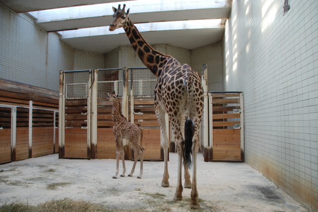 Liberecká zoo bude v příštím roce opravovat pavilon žiraf  (ilustrační snímek) | foto: Lucie Fürstová,  Český rozhlas