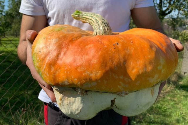 Dýňové &quot;království&quot; otce a syna Fišerových v Říkově na Náchodsku | foto: Jana Házová,  Český rozhlas