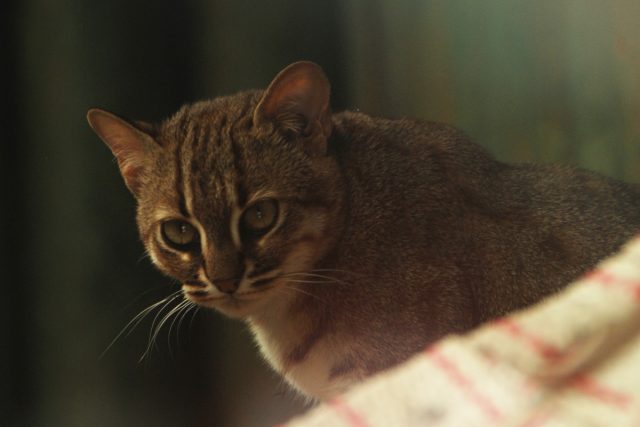 Ohroženou kočku cejlonskou se zatím v Liberci nepodařilo rozmnožit. S novou samicí to možná půjde | foto: Lucie Fürstová