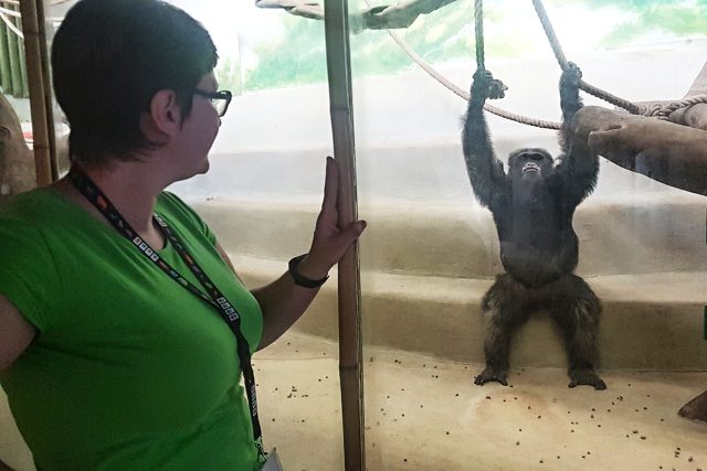 Zooložka Petra Bolechová u šimpanzů | foto: Iveta Kalátová,  Český rozhlas