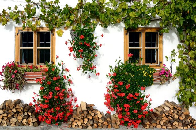O nejkrásnější rozkvetlá okna a balkony se soutěží v Mimoni na Českolipsku  (ilustrační snímek) | foto:  Antranias,  Pixabay
