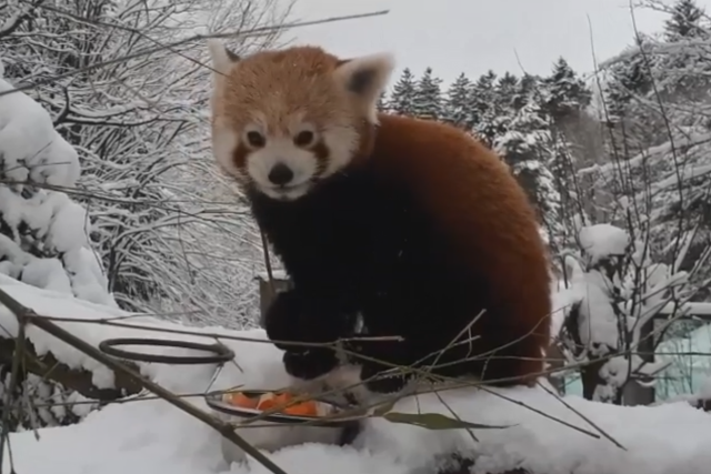Panda a snídaně na sněhu | foto: Zoo Liberec