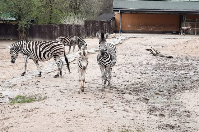 Nově narozený hřebeček zebry Chapmanovy je světlejší a má modré oči | foto: Tomáš Mařas,  Český rozhlas