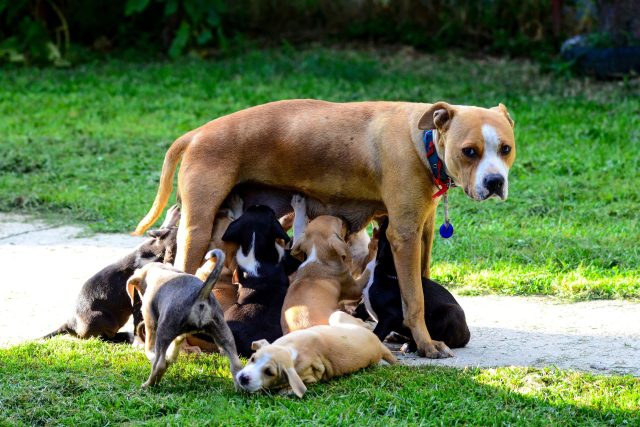 Chovná fena může mít štěňata maximálně třikrát za rok  (ilustr. foto) | foto: Fotobanka Profimedia
