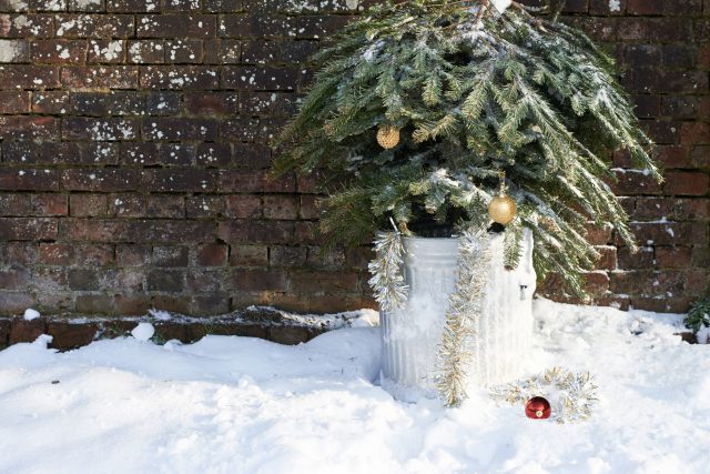Odložený vánoční stromek | foto: Profimedia