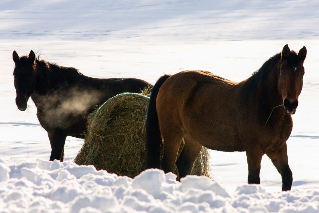 Nekrmte cizí koně,  můžete je tím i zabít,  říkají chovatelé  (ilustrační snímek) | foto: Jaroslav Hoření,  Český rozhlas
