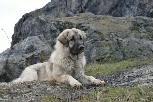 Pastevecký pes je impozantní zvíře | foto: Dagmar Cestrová