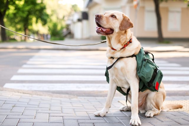Vodicí pes  (ilustrační foto) | foto: Shutterstock