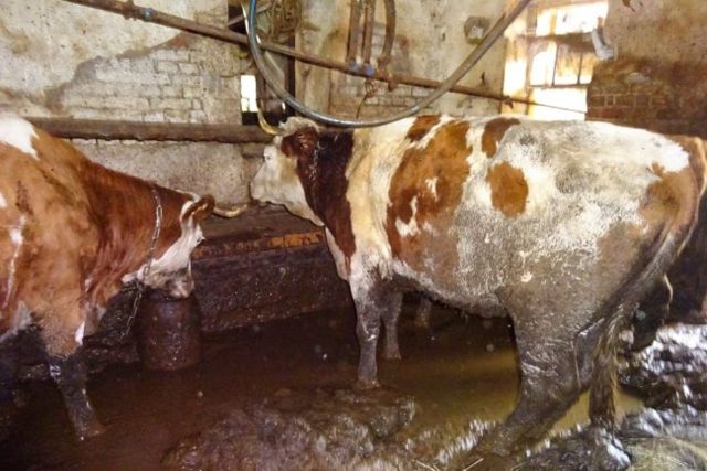 Na Jilemnicku zabavili veterináři chovateli skotu 31 zvířat. Žila totiž v nevyhovujících podmínkách | foto: Státní veterinární správa