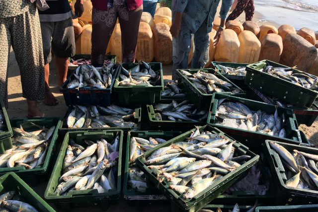 Třídění ryb | foto: Duangphorn Wiriya,  Unsplash,  Licence Unsplash